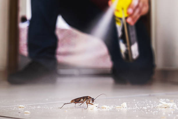 Best Wasp Removal Services  in Mccom, OH
