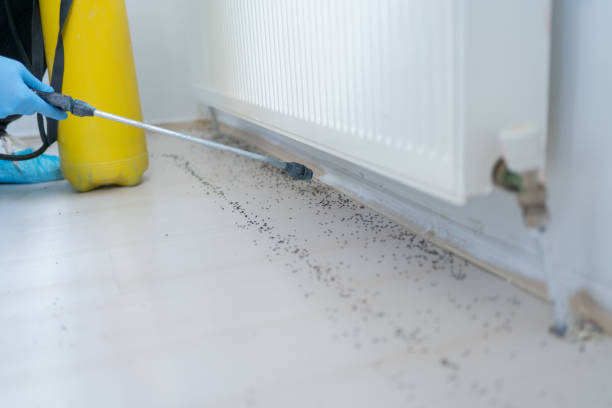 Best Termite Control Services  in Mccom, OH
