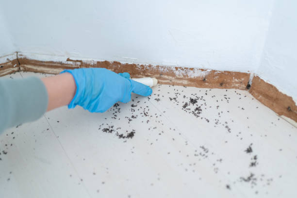 Best Rat Extermination Near Me  in Mccom, OH